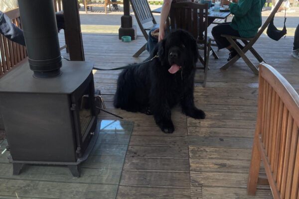 sandwich-lakes-dog-walks-image2