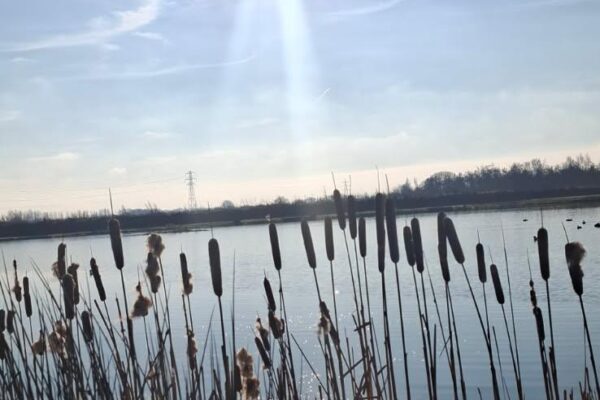 sandwich-lakes-reeds-image2