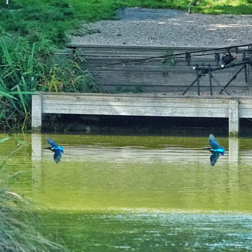 Sandwich Lakes, Kent, UK - Wildlife