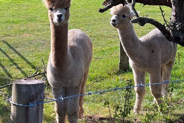 1767794 Animal Trail - Sandwich Lakes