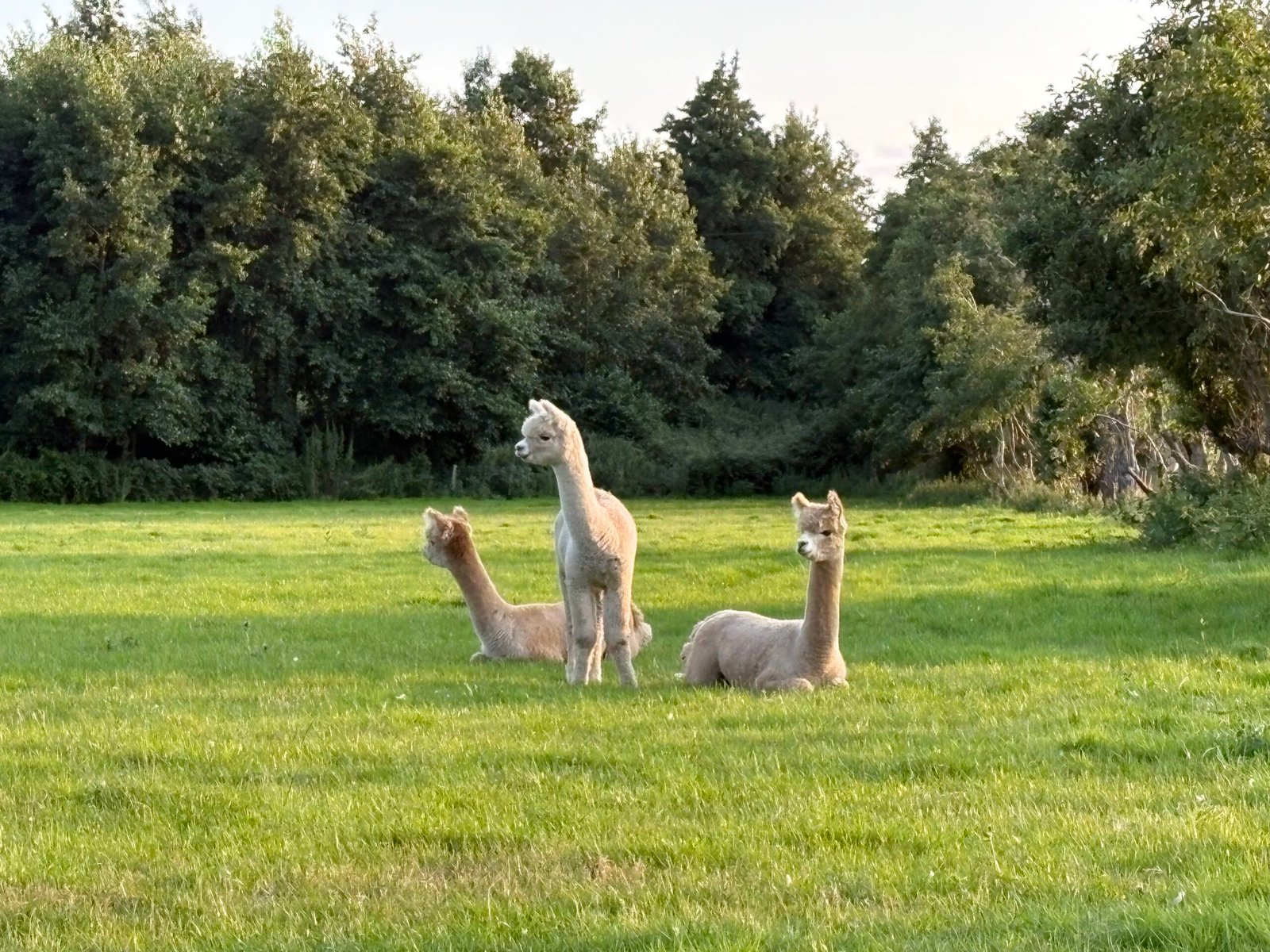 Animal Trail Llamas Sandwich Lakes