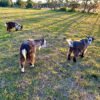 Sandwich Lakes - Kent Animal Trail
