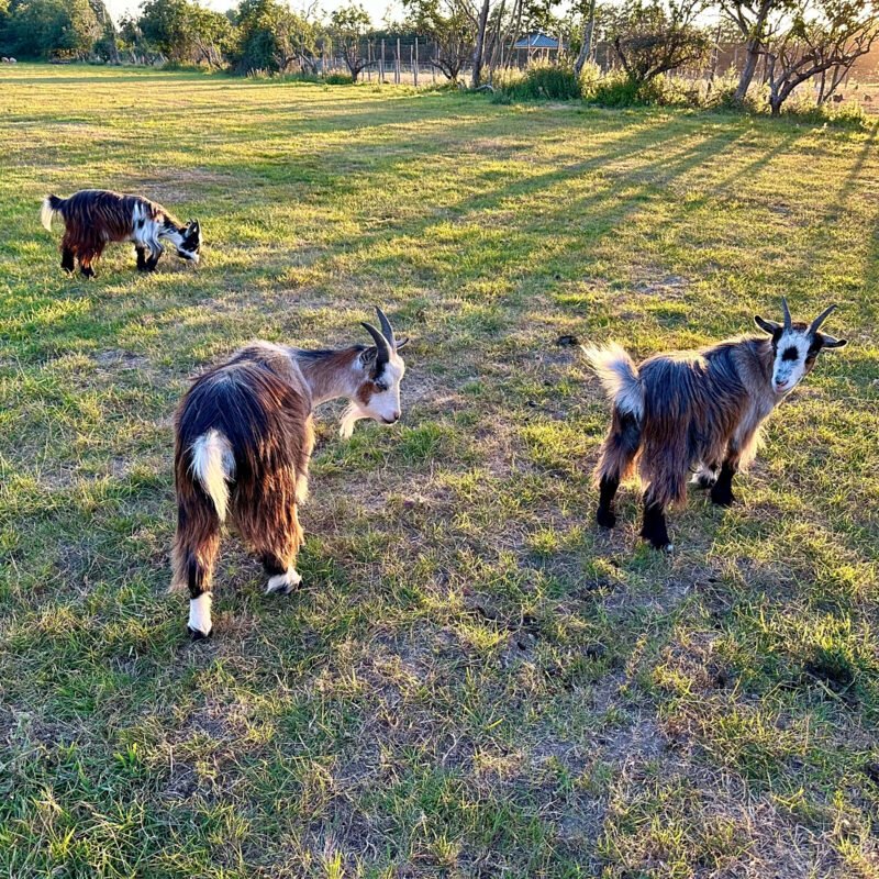 Sandwich Lakes - Kent Animal Trail