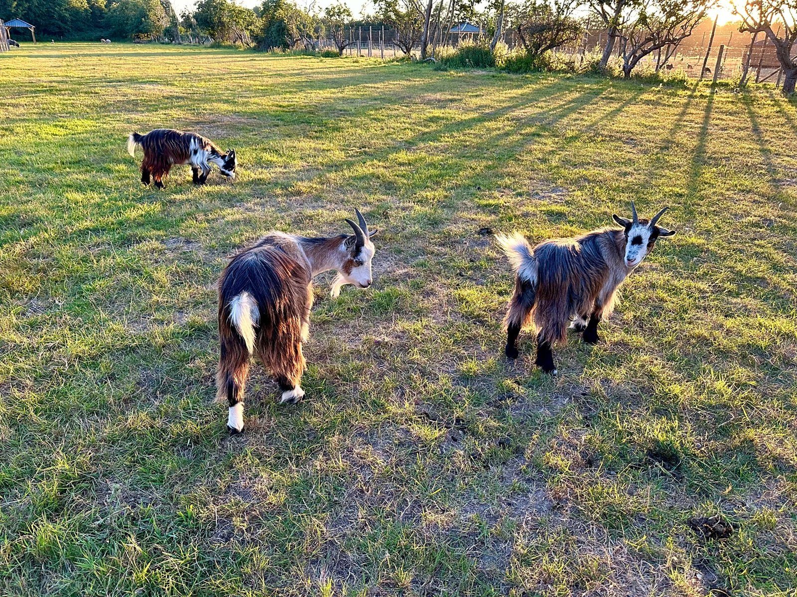 Sandwich Lakes - Kent Animal Trail